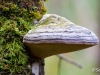 Champignon