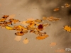 Feuilles d'automne