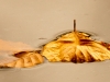 Feuilles d'automne
