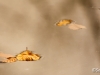 Feuilles d'automne