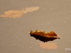 Feuilles d'automne