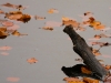 Feuilles d'automne