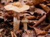 Champignons