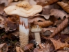 Champignons