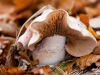Champignons