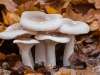Champignons