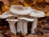 Champignons