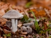 Champignons