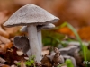 Champignons