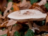 Champignon