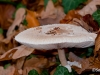 Champignon