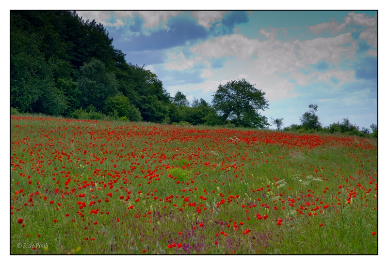 2012-coquelicots-3163