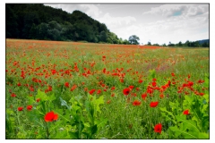 2012-coquelicots-3160
