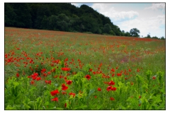 2012-coquelicots-3161