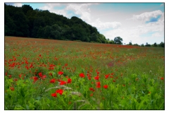 2012-coquelicots-3162
