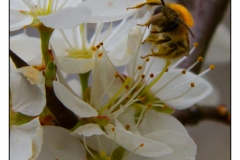 Abeille