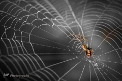 Champignons et araignées