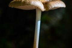 Champignons