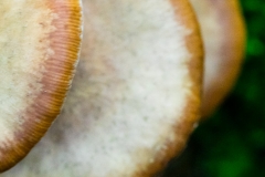 Champignons
