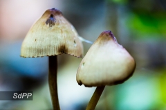 Champignons