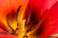 2016 Macro au printemps