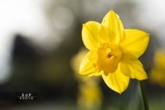 Macro Jardin Franco-Allemand