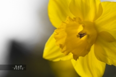 Macro Jardin Franco-Allemand