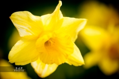 Macro Jardin Franco-Allemand