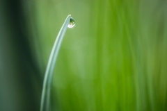 Macro Jardin Franco-Allemand