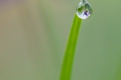 Macro Jardin Franco-Allemand