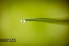 Macro Jardin Franco-Allemand