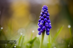 Macro Jardin Franco-Allemand