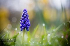 Macro Jardin Franco-Allemand