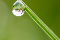 Macro Jardin Franco-Allemand