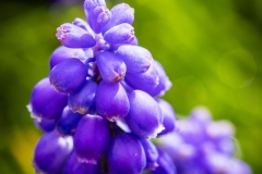 Macro Jardin Franco-Allemand