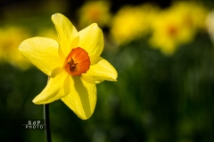Macro Jardin Franco-Allemand