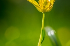 Macro Jardin Franco-Allemand