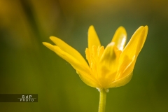 Macro Jardin Franco-Allemand