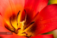 Macro Jardin Franco-Allemand