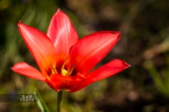 Macro Jardin Franco-Allemand