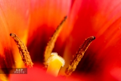 Macro Jardin Franco-Allemand