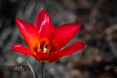 Macro Jardin Franco-Allemand