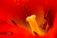 Macro Jardin Franco-Allemand