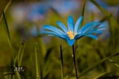 Macro Jardin Franco-Allemand
