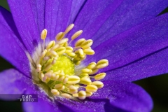 Macro Jardin Franco-Allemand