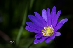 Macro Jardin Franco-Allemand