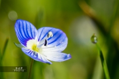 Macro Jardin Franco-Allemand