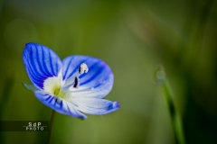 Macro Jardin Franco-Allemand
