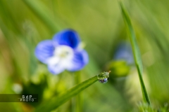 Macro Jardin Franco-Allemand