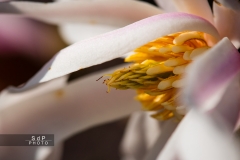 Macro Jardin Franco-Allemand